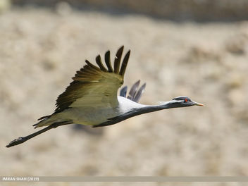 Demoiselle Crane (Grus virgo) - Kostenloses image #464701